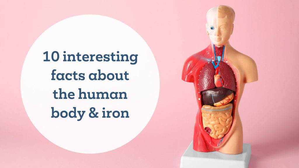 10-interesting-facts-about-the-human-body-iron-smith-biomed